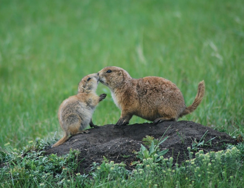 14 best works from the National Geographic children's photo contest