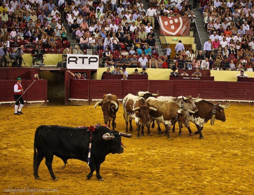 14 Curious Facts About Portuguese Bullfighting