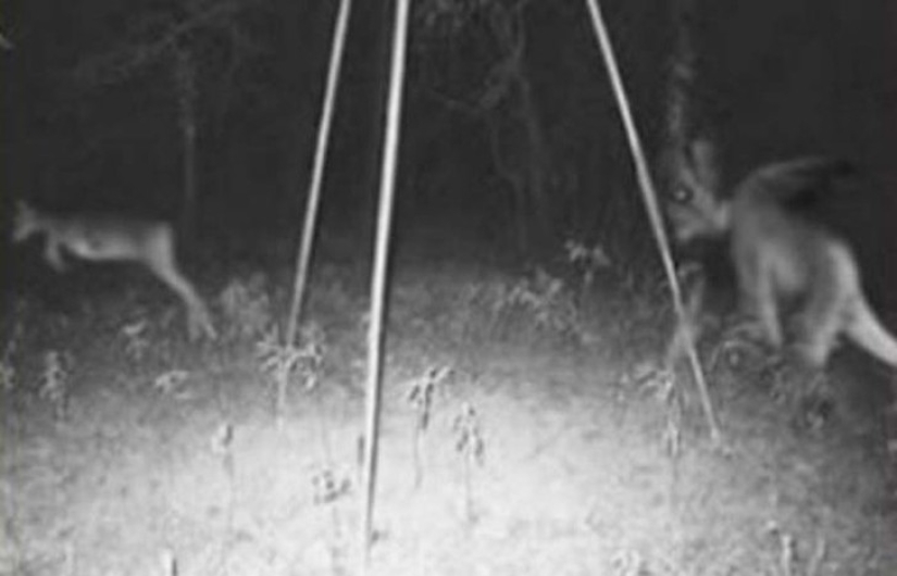 14 de las fotos más espeluznantes de las cámaras de visión nocturna de caza