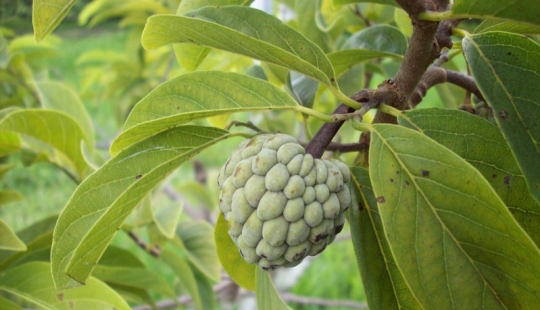 14 frutas exóticas que debes probar 14 frutas exóticas que debes probar