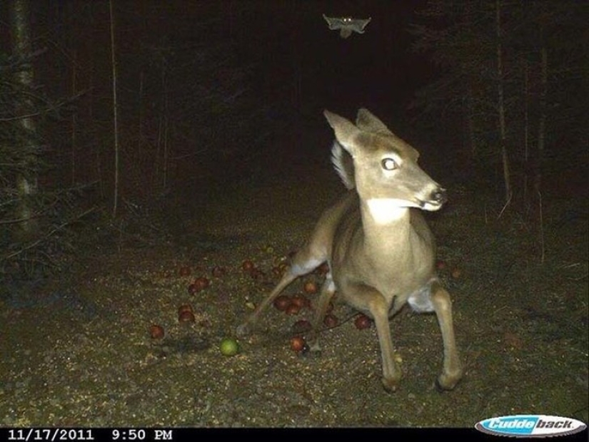 14 of the most eerie shots from hunting night vision cameras