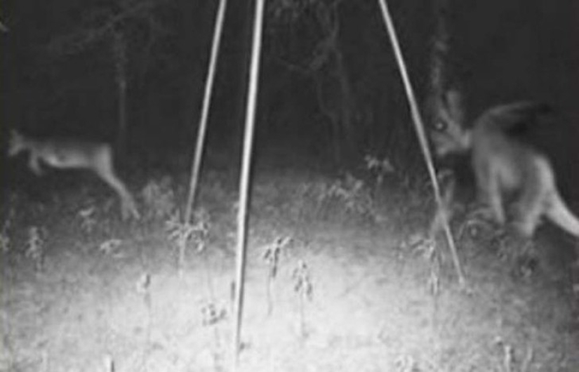 14 of the most eerie shots from hunting night vision cameras