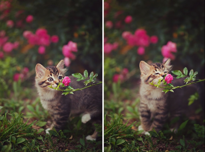 15 adorables animales que disfrutan del aroma de las flores