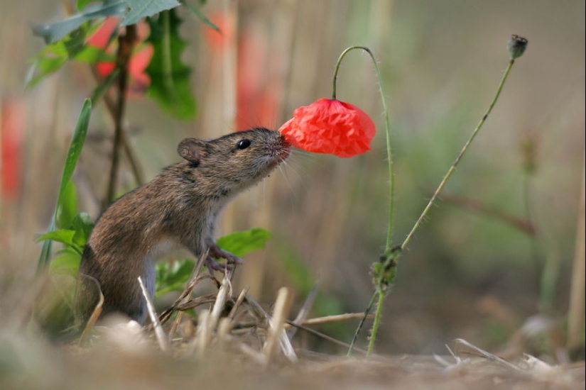 15 adorables animales que disfrutan del aroma de las flores