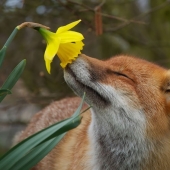 15 adorables animales que disfrutan del aroma de las flores