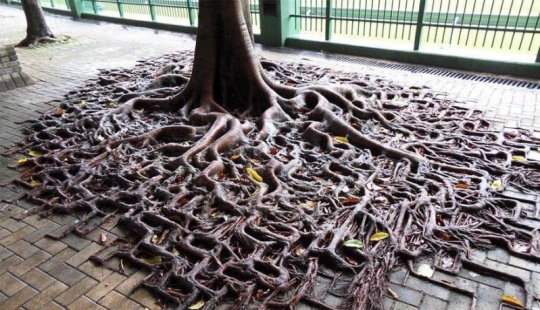 15 amazing situations when nature broke into civilization and began to dictate its rules