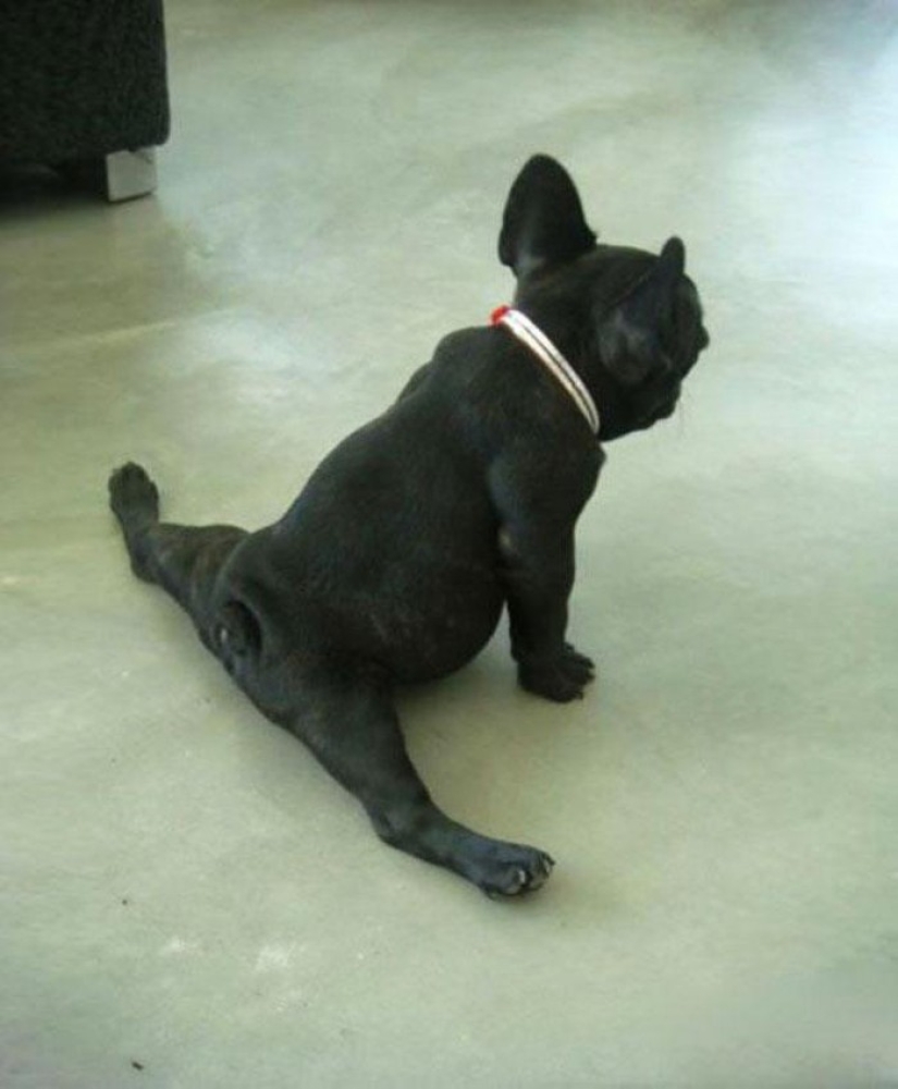 15 animals that know how to get in shape for spring
