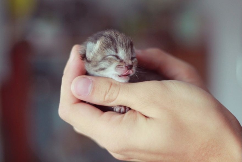 15 bebés pequeños que caben en la palma de la mano