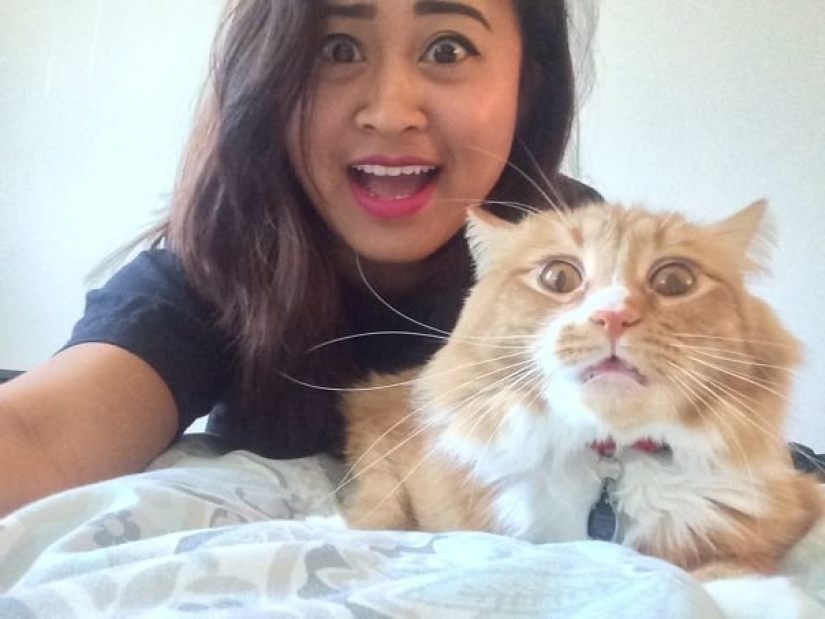 15 cats who hate selfies with people