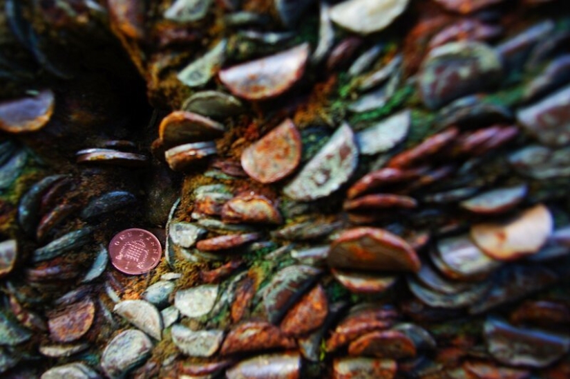 15 coin trees, or nightmares numismatists