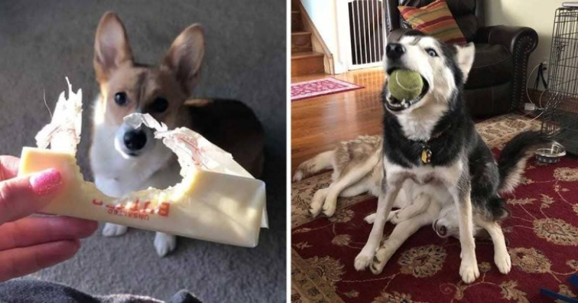15 dogs that tried to be good and obedient, but something went wrong