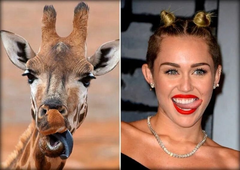 15 fotos de celebridades y sus contrapartes animales
