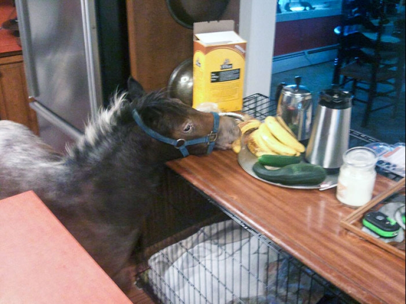 15 Hilarious Times Pets Didn’t Get Away With Stealing Food