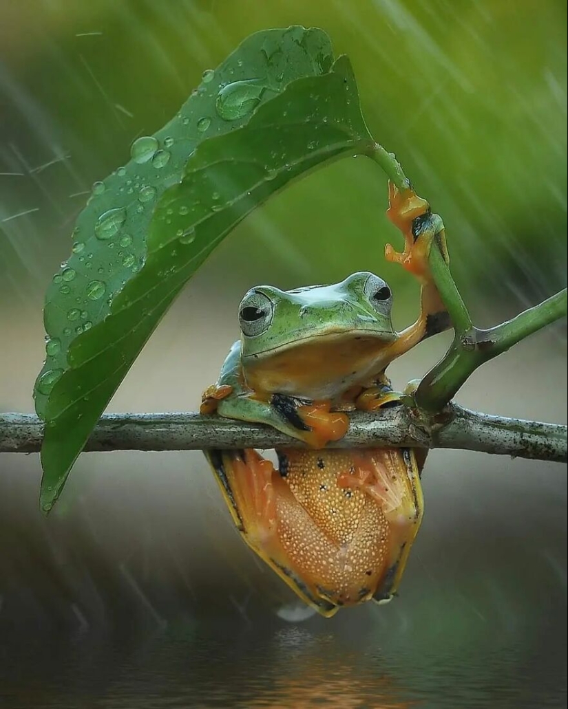 15 Images Of Reptiles, Insects, And Other Animals Caught Chilling Or Hitching A Ride, By Yan Hidayat