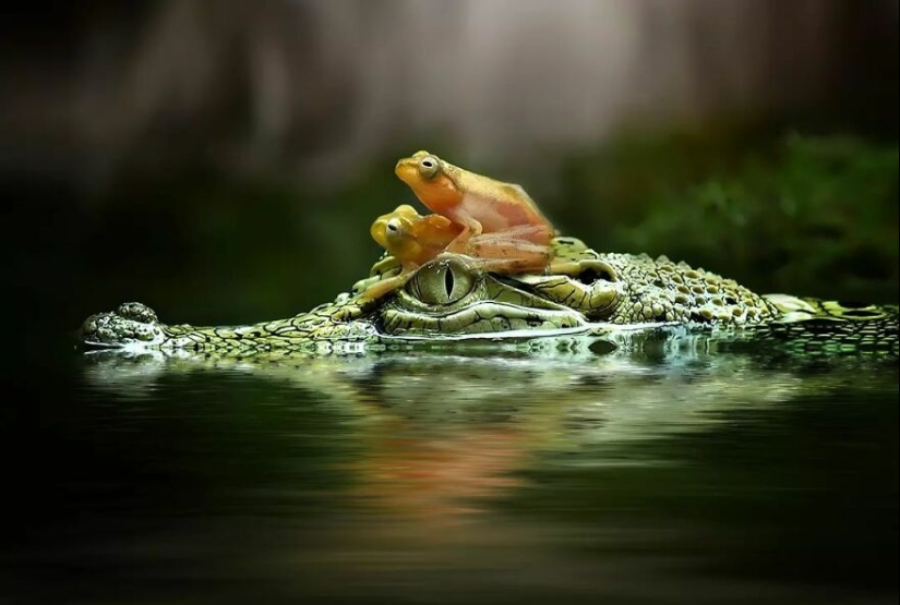 15 Images Of Reptiles, Insects, And Other Animals Caught Chilling Or Hitching A Ride, By Yan Hidayat
