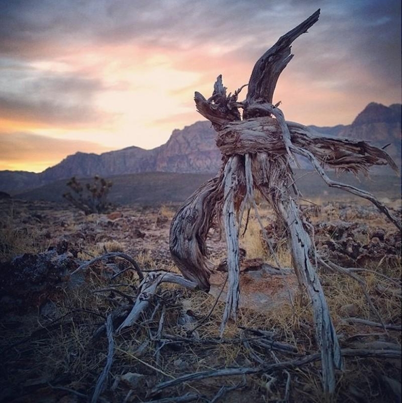 15 increíbles fotos tomadas con un teléfono inteligente