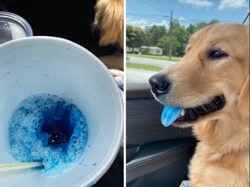 15 momentos divertidos en los que las mascotas no se salían con la suya robando comida