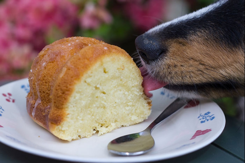 15 momentos divertidos en los que las mascotas no se salían con la suya robando comida