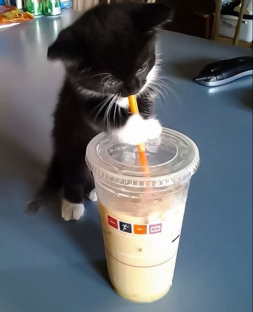 15 momentos divertidos en los que las mascotas no se salían con la suya robando comida