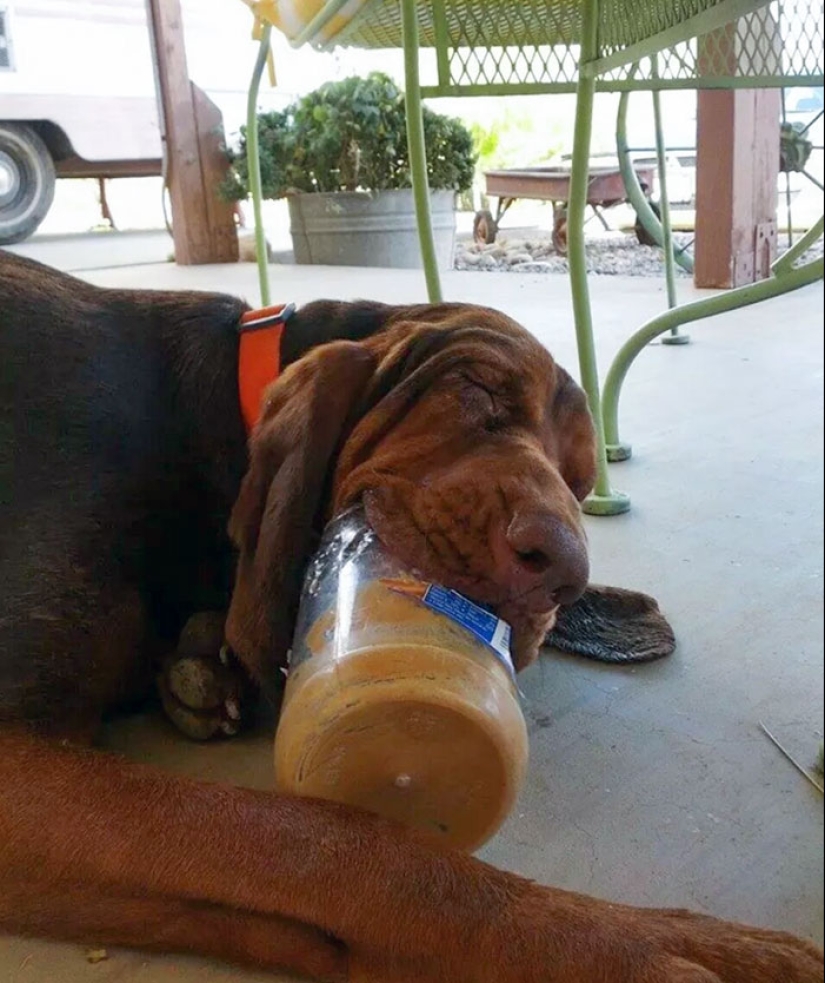 15 momentos divertidos en los que las mascotas no se salían con la suya robando comida