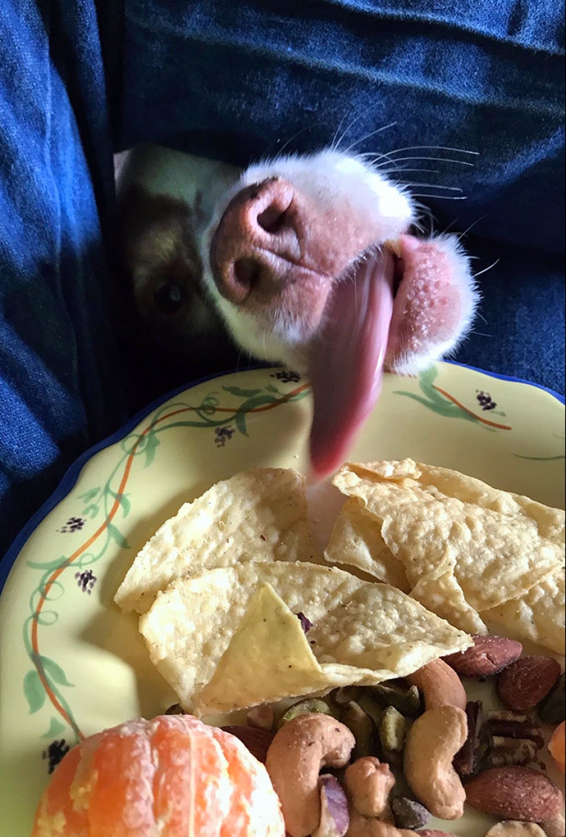 15 momentos divertidos en los que las mascotas no se salían con la suya robando comida