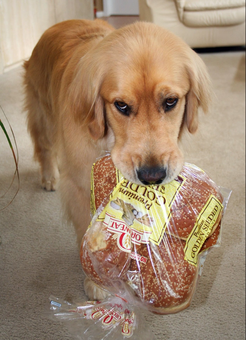 15 momentos divertidos en los que las mascotas no se salían con la suya robando comida