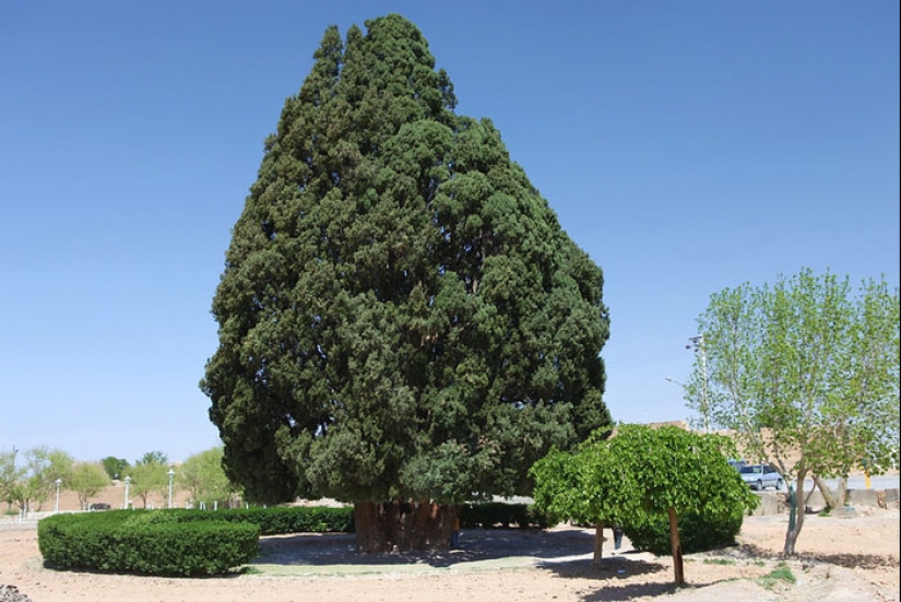 15 Oldest Trees In The World No Lumberjack Should Touch