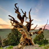 15 Oldest Trees In The World No Lumberjack Should Touch
