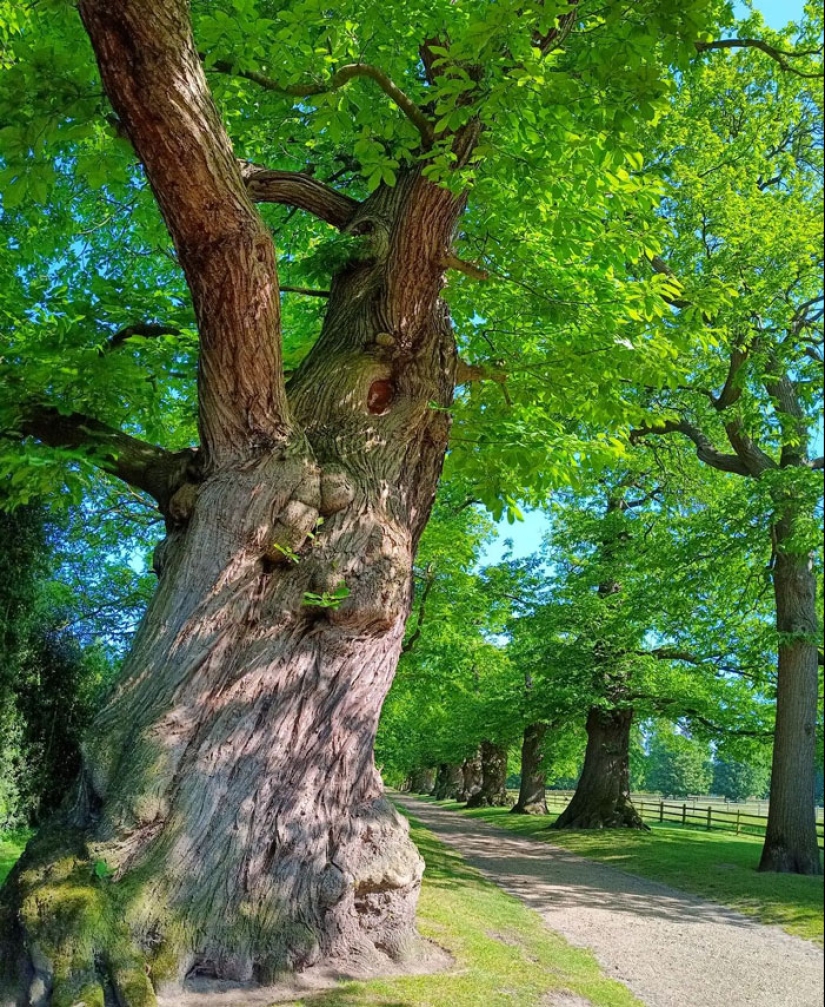 15 Oldest Trees In The World No Lumberjack Should Touch