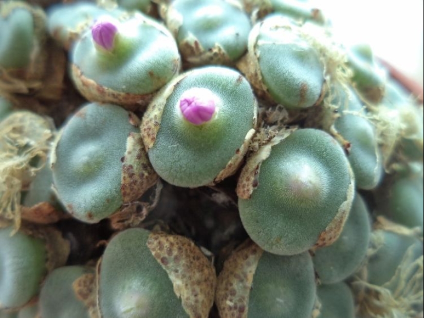 15 outlandish indoor plants that look like alien