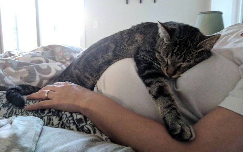 15 pets who realized that their mistress was pregnant