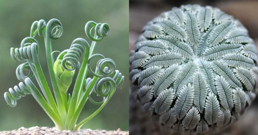 15 plantas de interior extravagantes que parecen alienígenas
