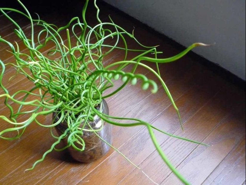 15 plantas de interior extravagantes que parecen alienígenas