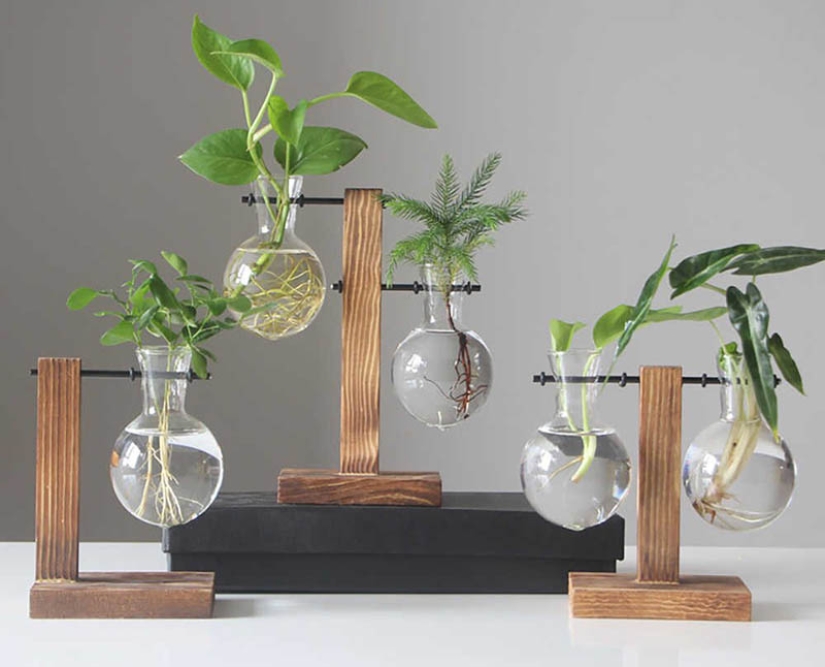 15 plantas que se pueden cultivar en un vaso de agua