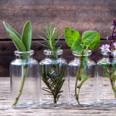 15 plantas que se pueden cultivar en un vaso de agua