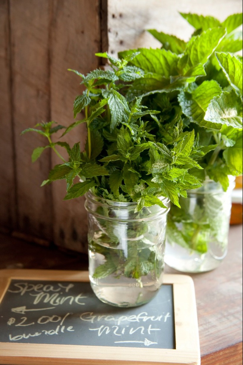 15 plants that can be grown in a glass of water