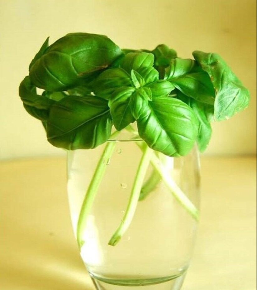 15 plants that can be grown in a glass of water