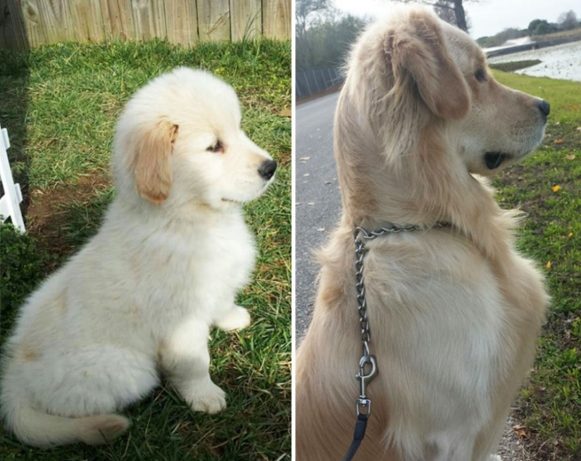15 puppies who grew up too fast
