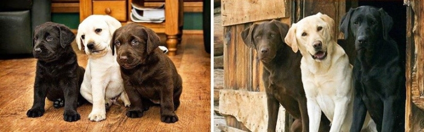 15 puppies who grew up too fast