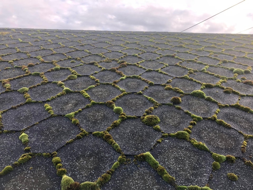 15 situaciones sorprendentes cuando la naturaleza irrumpió en la civilización y comenzó a dictar sus reglas