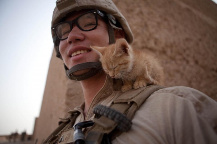 15 soldiers with their ... cats