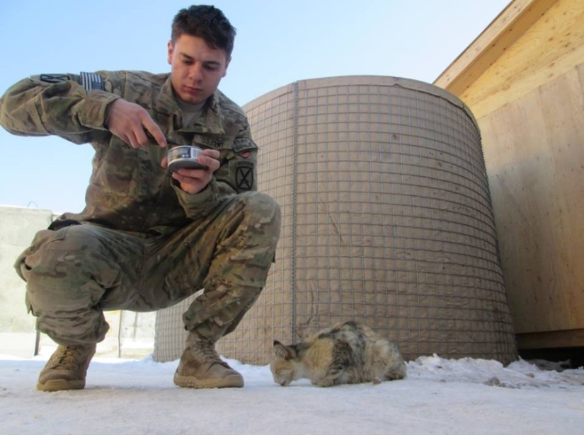 15 soldiers with their ... cats