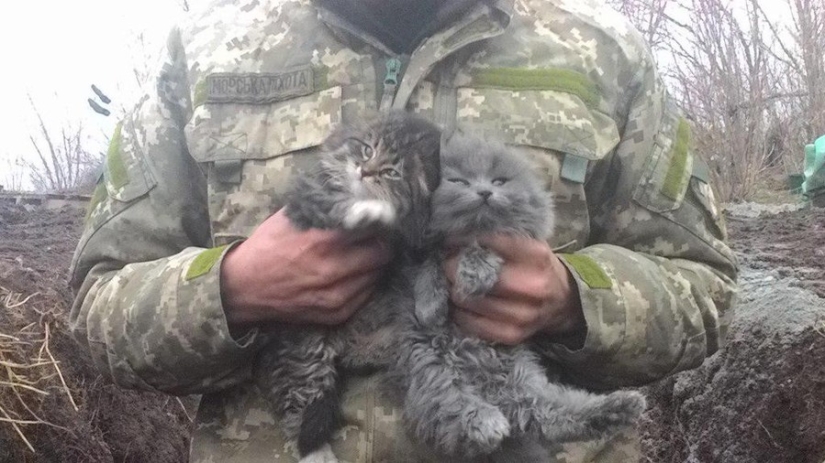 15 soldiers with their ... cats