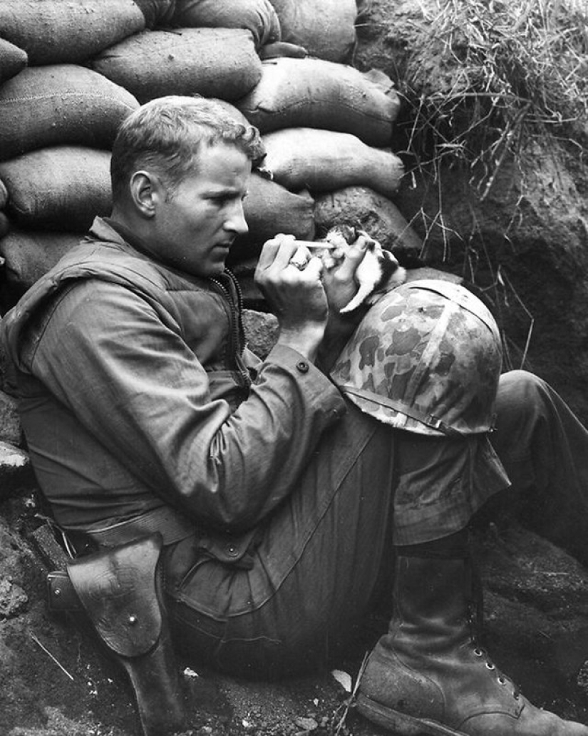 15 soldiers with their ... cats