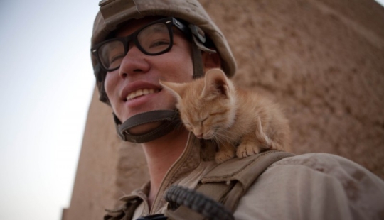 15 soldiers with their ... cats