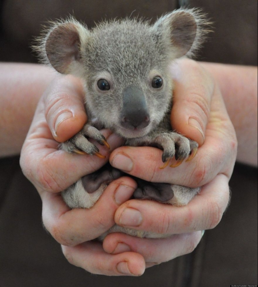 15 tiny babies that fit on the palm of your hand