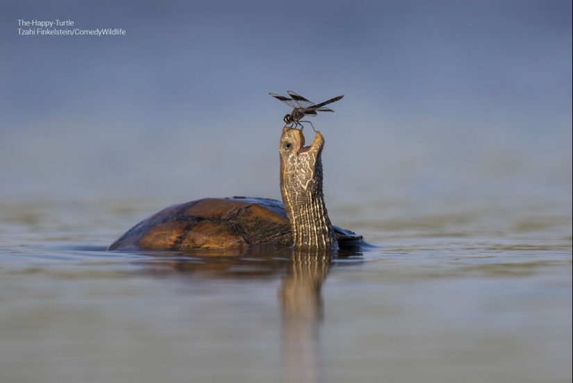 16 de las mejores entradas a los premios Comedy Wildlife Photography Awards (edición 2023)