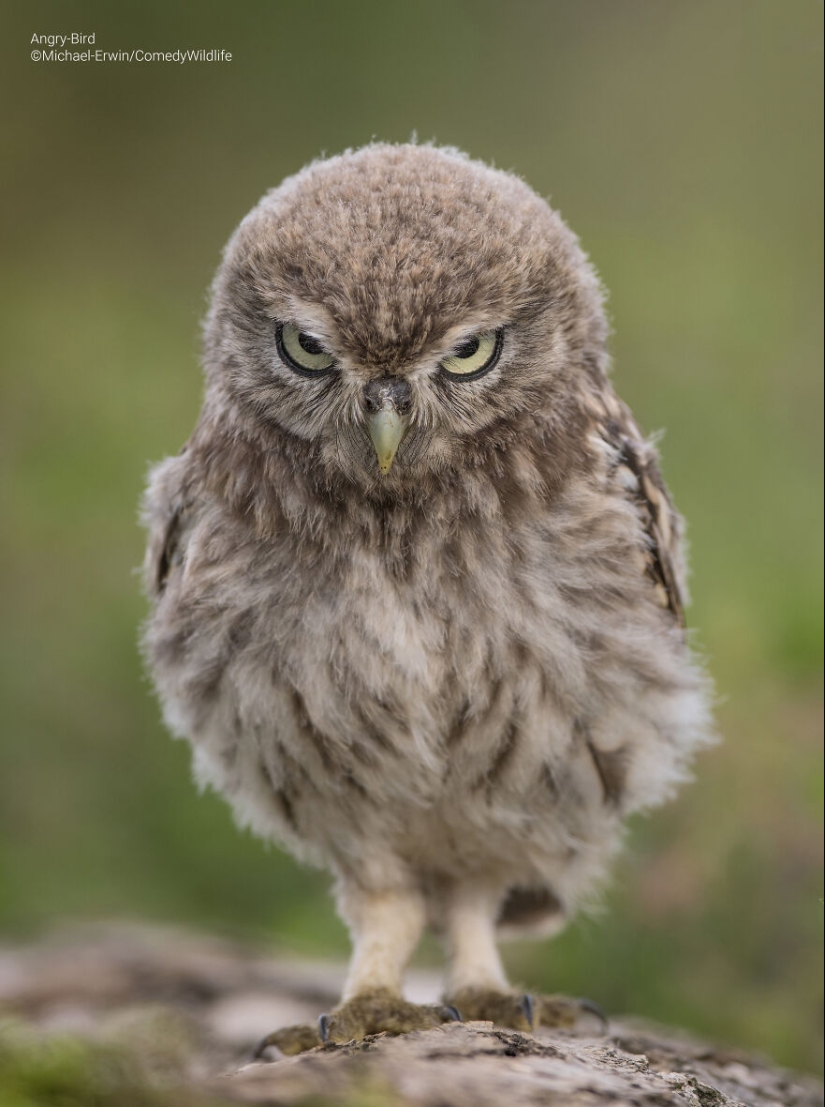 16 de las mejores entradas a los premios Comedy Wildlife Photography Awards (edición 2023)