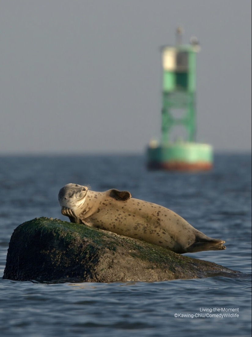 16 de las mejores entradas a los premios Comedy Wildlife Photography Awards (edición 2023)