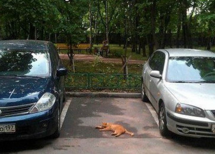 16 Fun Ways to Get a Parking Space